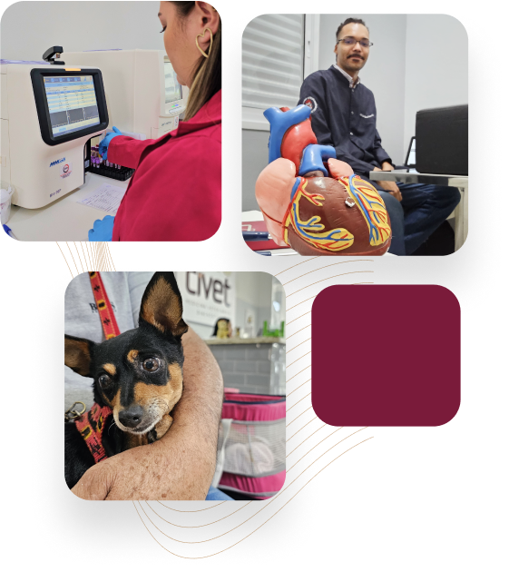 Civet Diagnósticos Veterinários - imagens da clinica