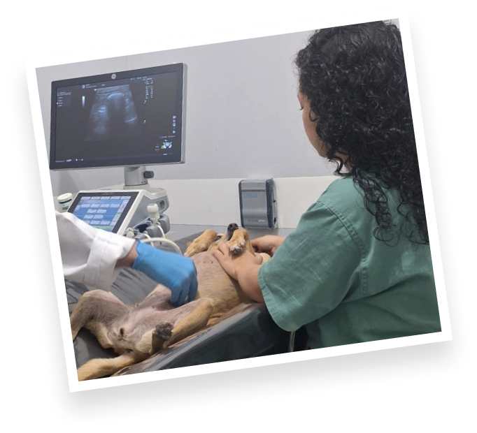Civet Diagnósticos Veterinários - doguinho no ultrassom