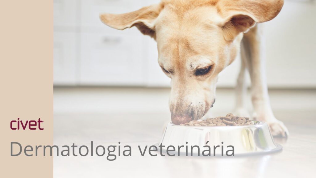 cachorro com alergia